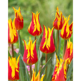 Hectarul - Bulbi de lalea Fire Wings, 5 bulbi